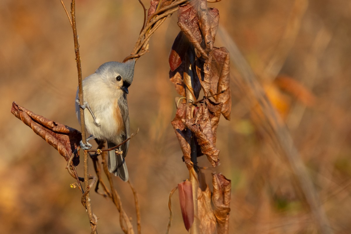 Tufted Titmouse - ML646816137