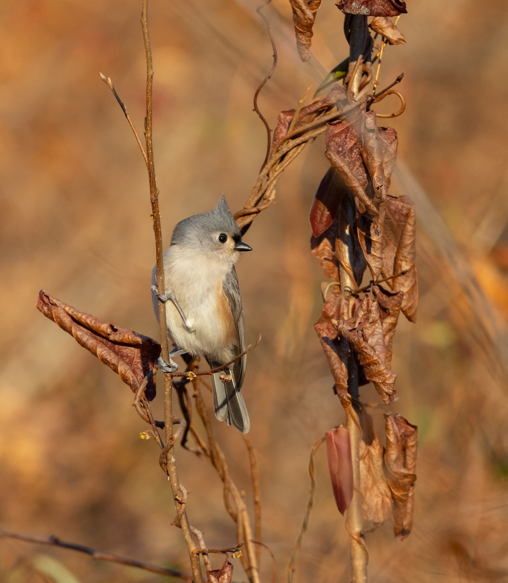 Tufted Titmouse - ML646816138