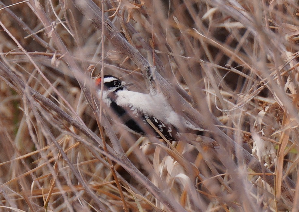 strakapoud osikový - ML646816145