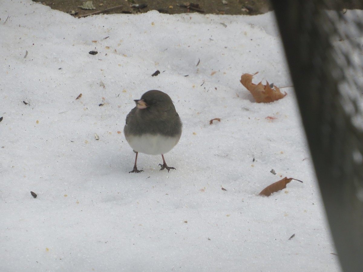 Юнко сірий - ML646816153