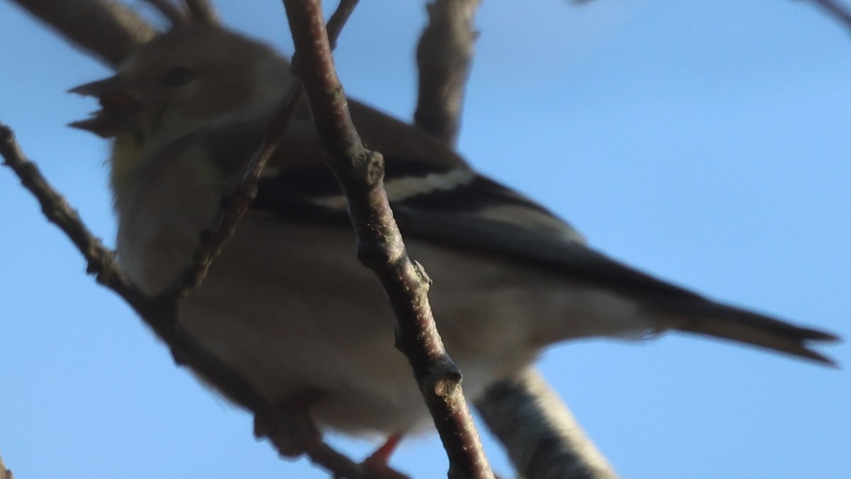 American Goldfinch - ML646816154