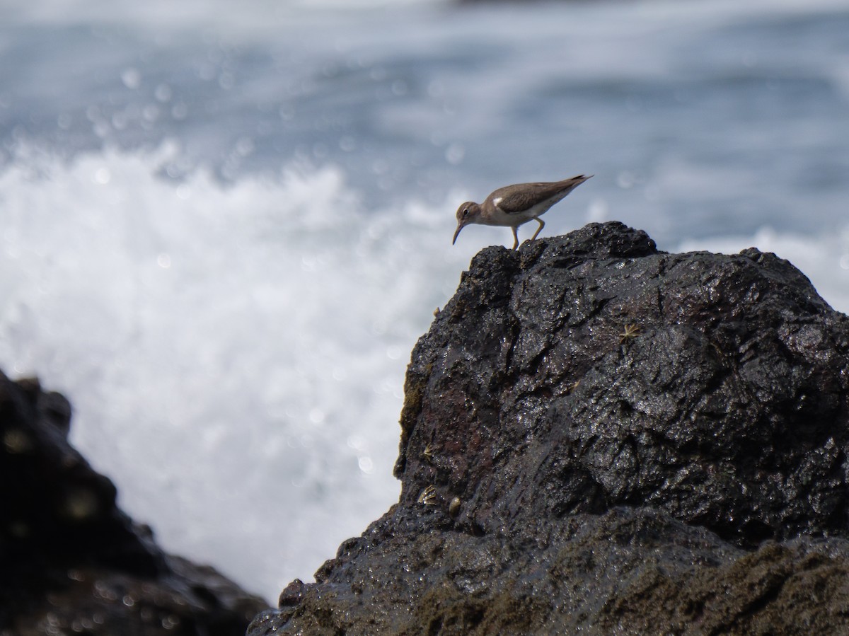 flekksnipe - ML646816158