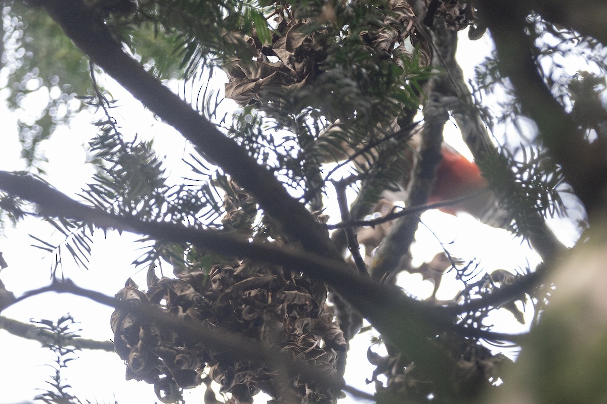 Great Spotted/Syrian Woodpecker - ML646816159