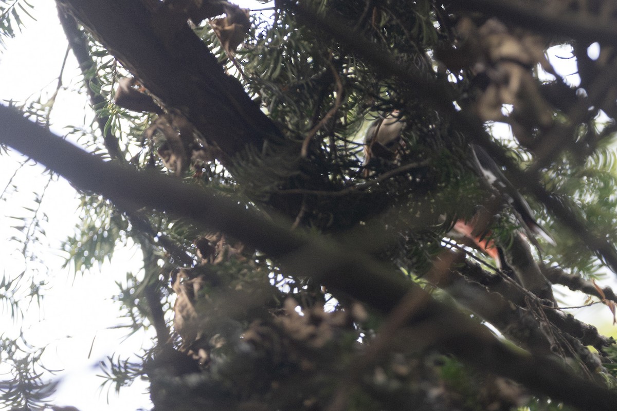 Great Spotted/Syrian Woodpecker - ML646816160