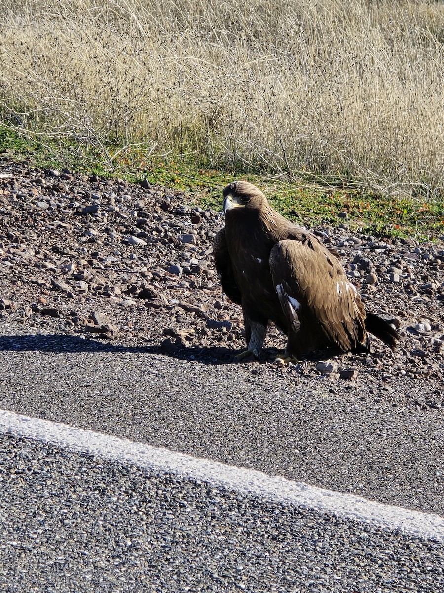 Águila Real - ML646816161