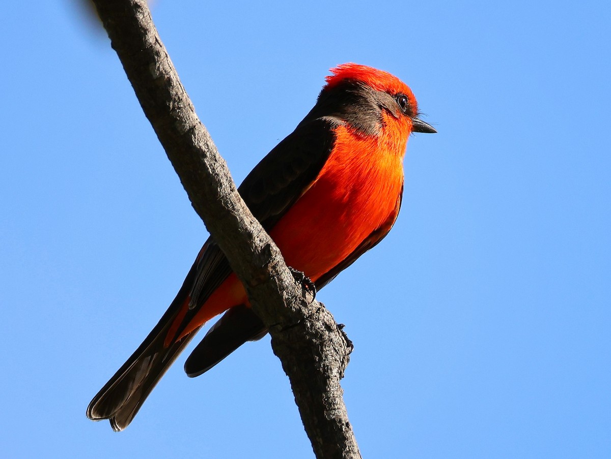 Vermilion Flycatcher - ML646816164