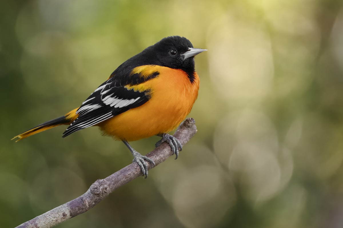 ボルチモアムクドリモドキ - ML646816165