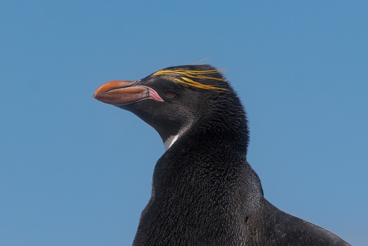 Macaroni Penguin - ML646816166