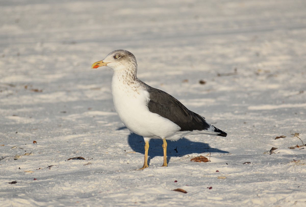 Heringsmöwe - ML646816167