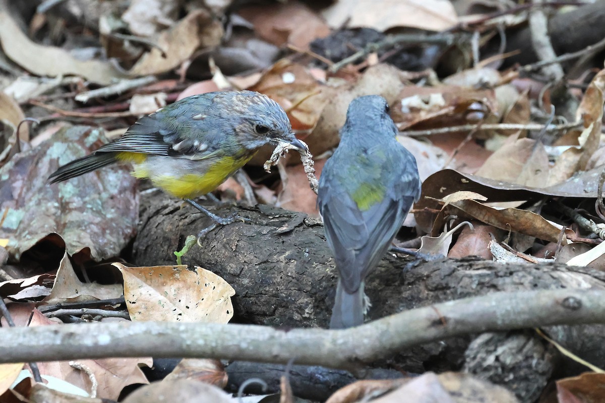 Doğulu Sarı Bülbül - ML646816170