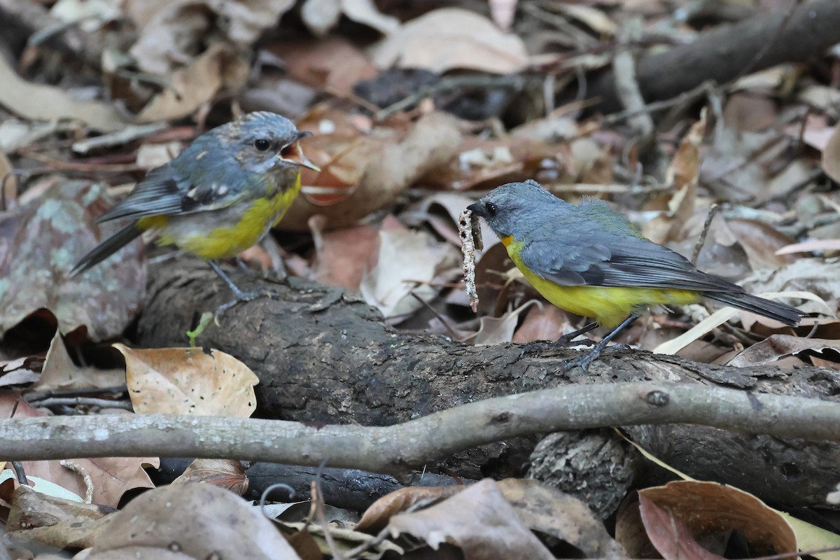 Doğulu Sarı Bülbül - ML646816171