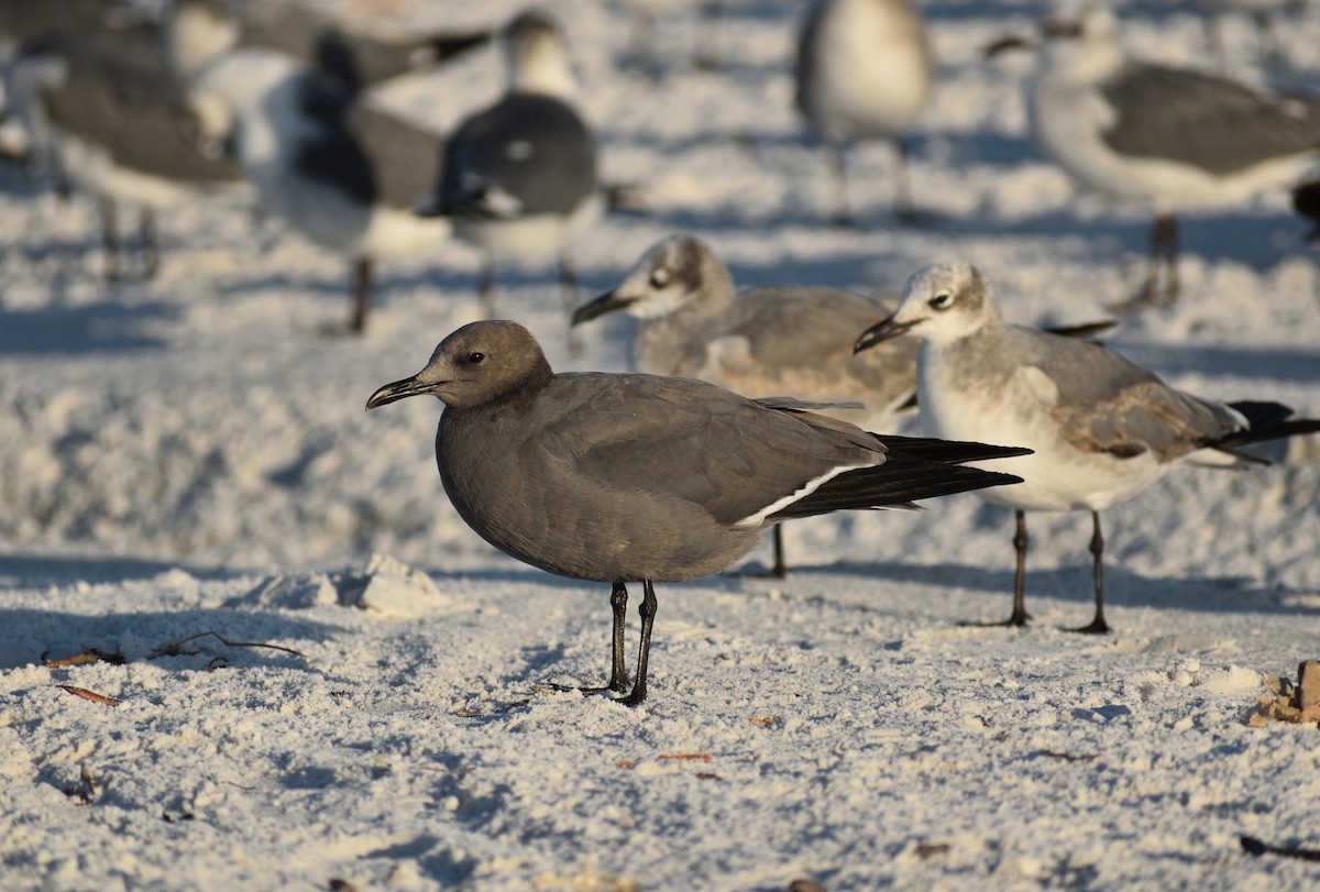 Kül Rengi Martı - ML646816173