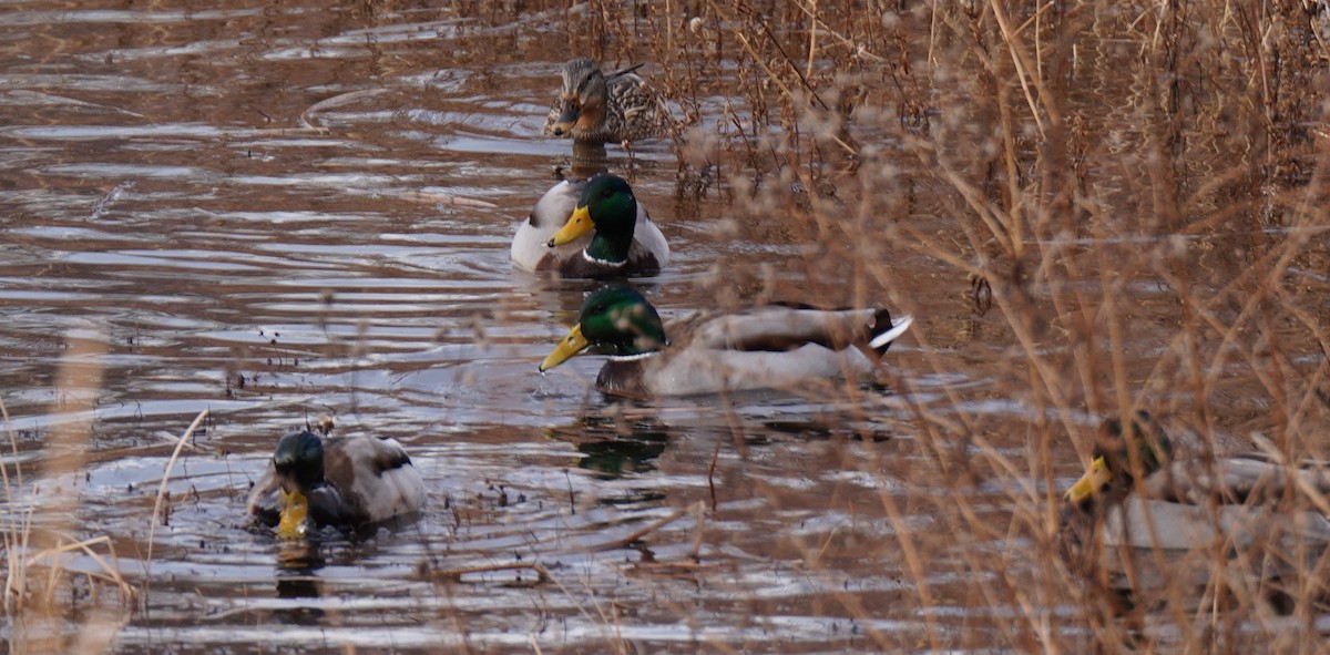 kachna divoká - ML646816174