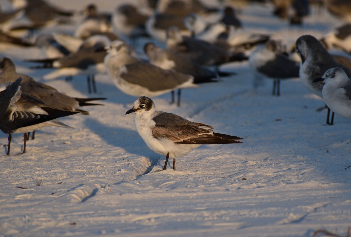 Maskeli Martı - ML646816180