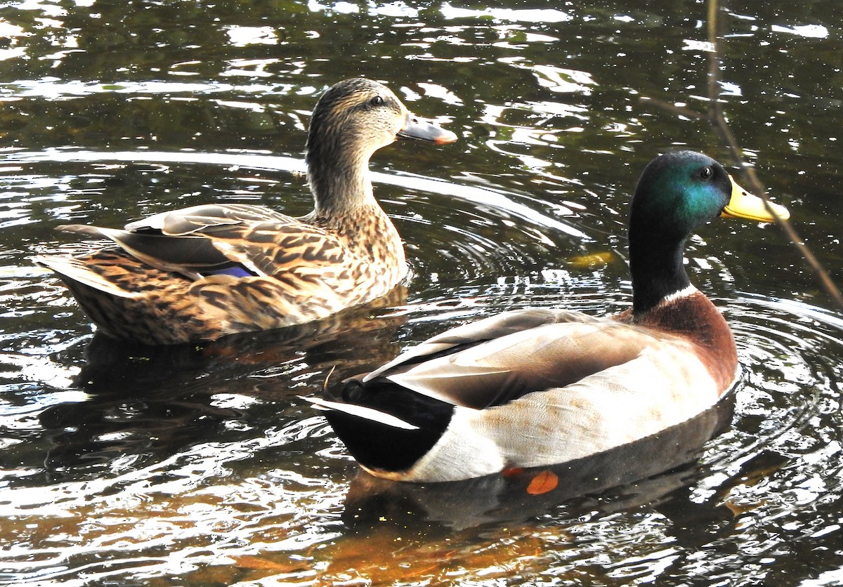 Кряква - ML646816183