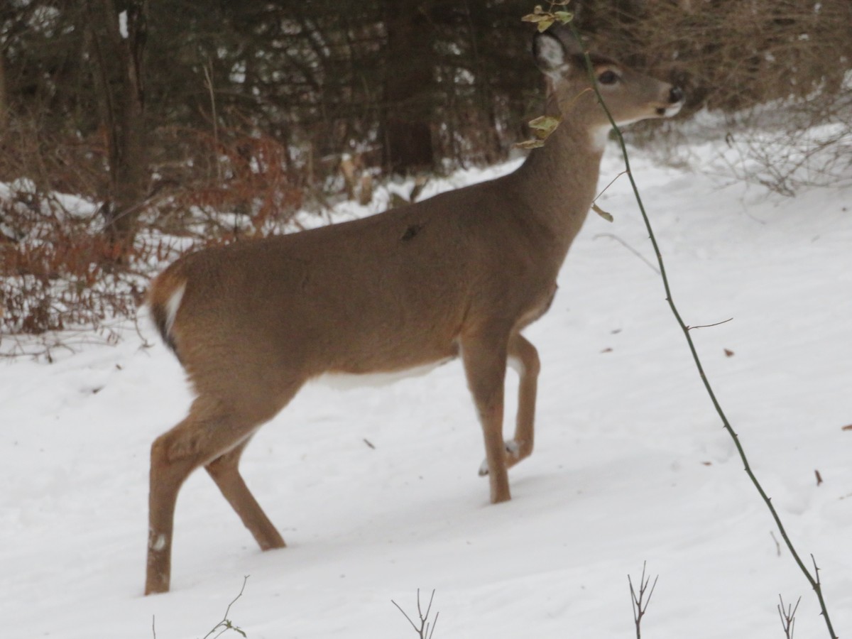 Animals - ML646816187