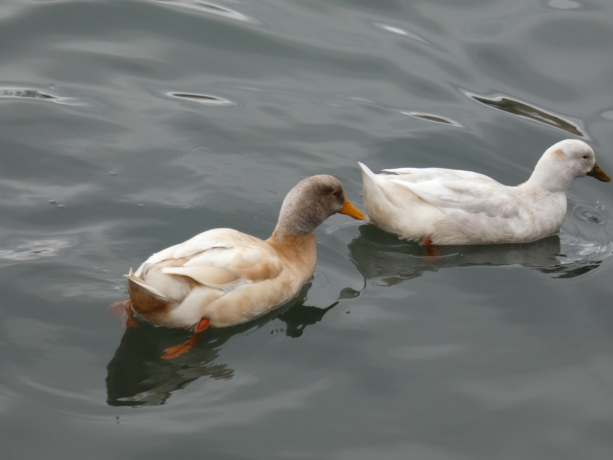 Fehlfarben-Stockente/Hausente - ML646816189