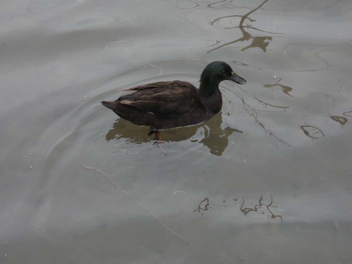 Fehlfarben-Stockente/Hausente - ML646816190