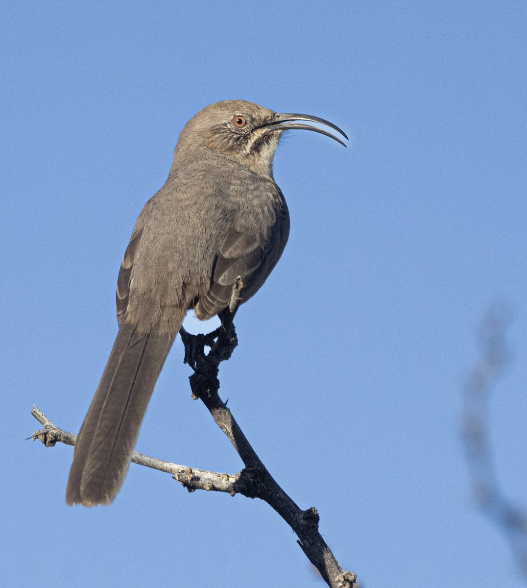 Krissal Çöpçüsü - ML646816191