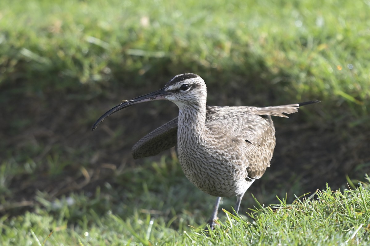 Hudsonian Whimbrel - ML646816196
