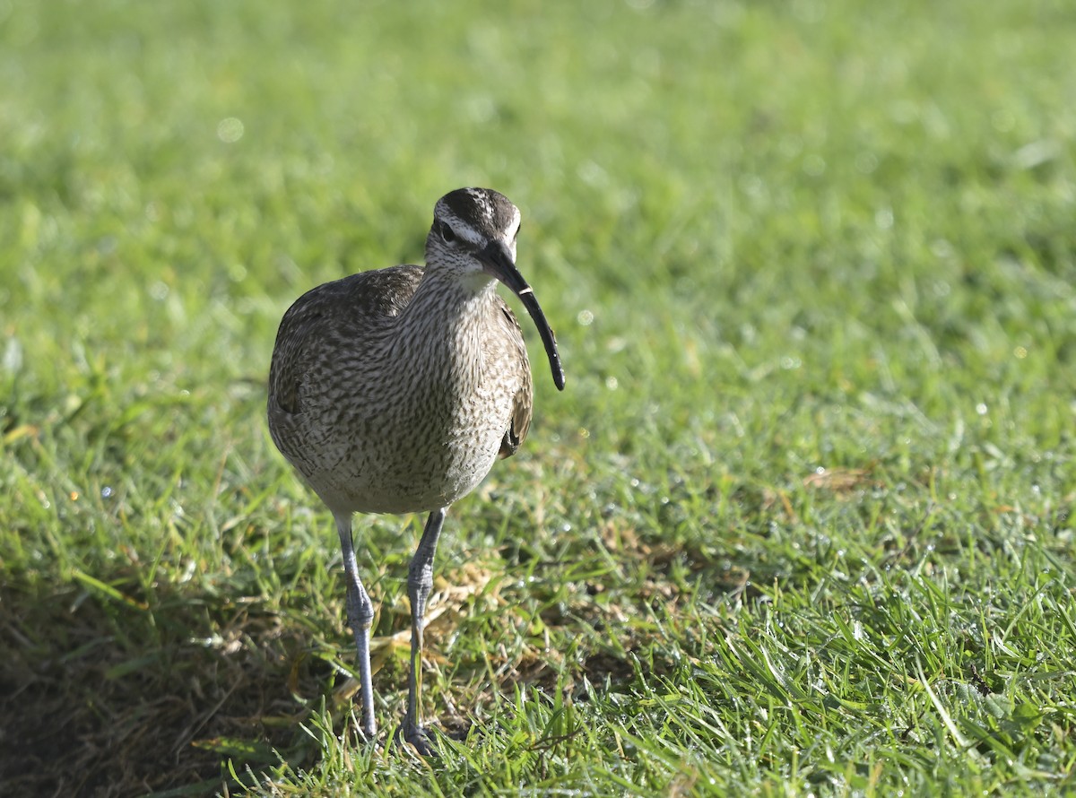 Hudsonian Whimbrel - ML646816197