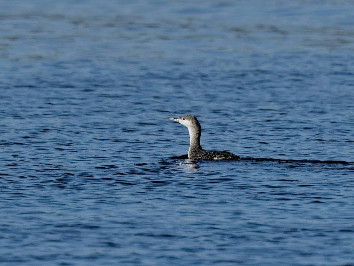 紅喉潛鳥 - ML646816199