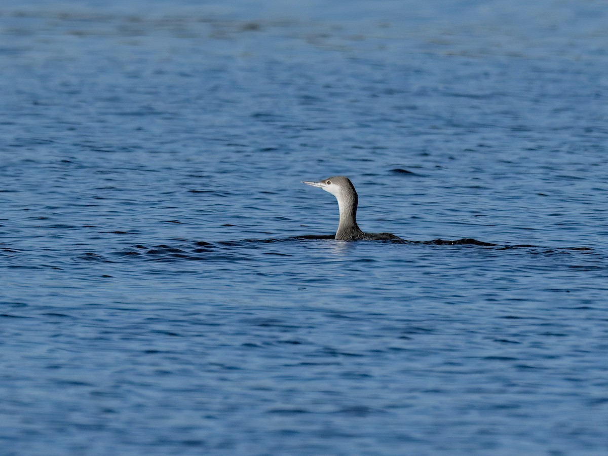 紅喉潛鳥 - ML646816200