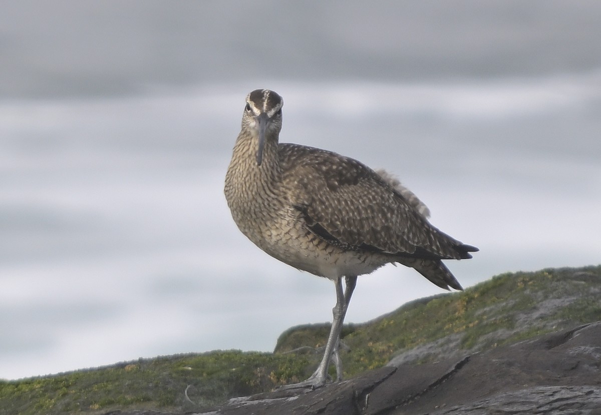 Hudsonian Whimbrel - ML646816201