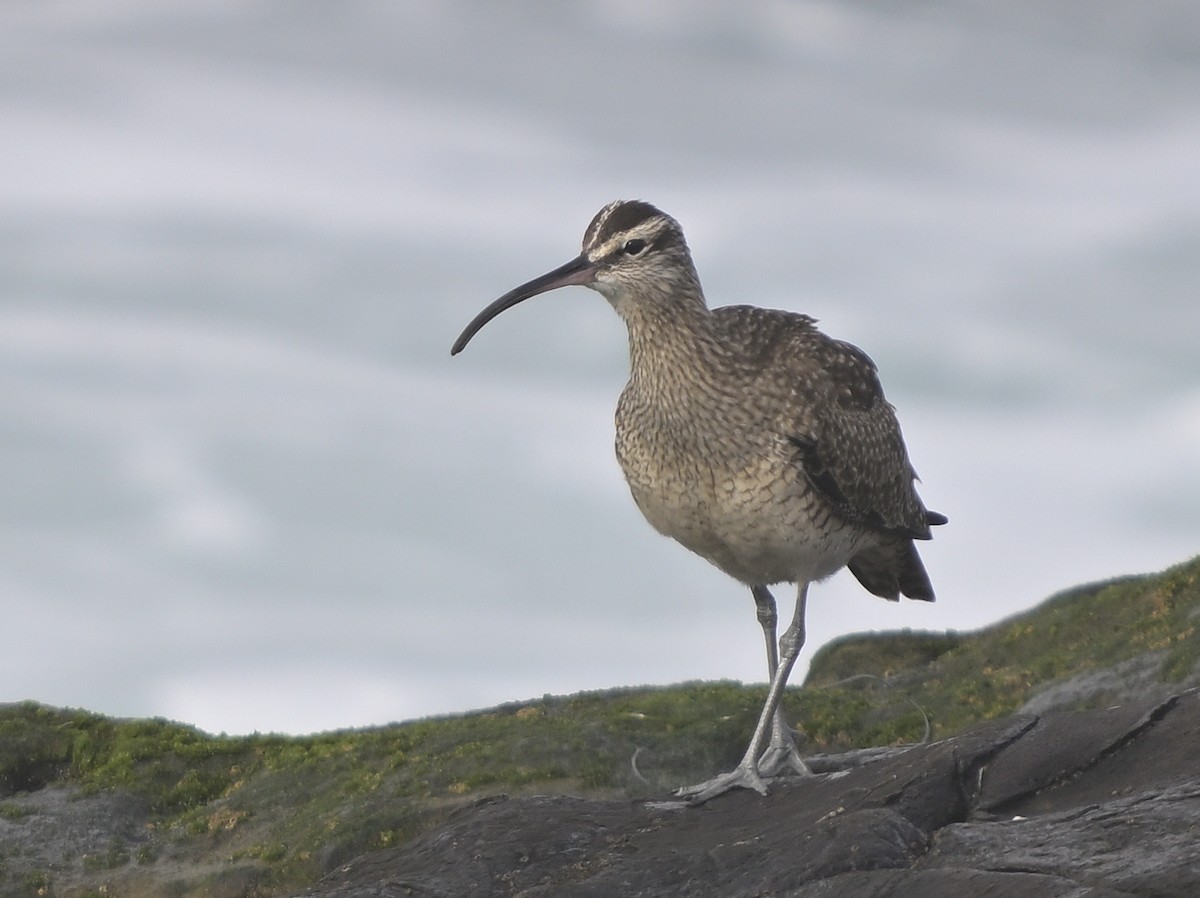 Hudsonian Whimbrel - ML646816202
