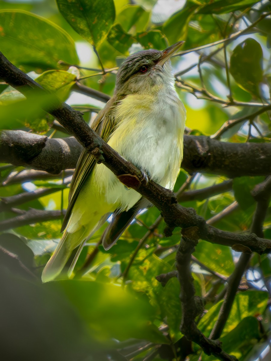 Sarı Böğürlü Vireo - ML646816203