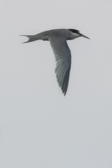 Peruvian Tern - ML646816211