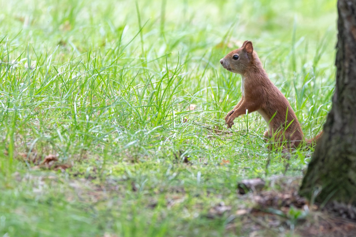 Eurasian Red Squirrel - ML646816212