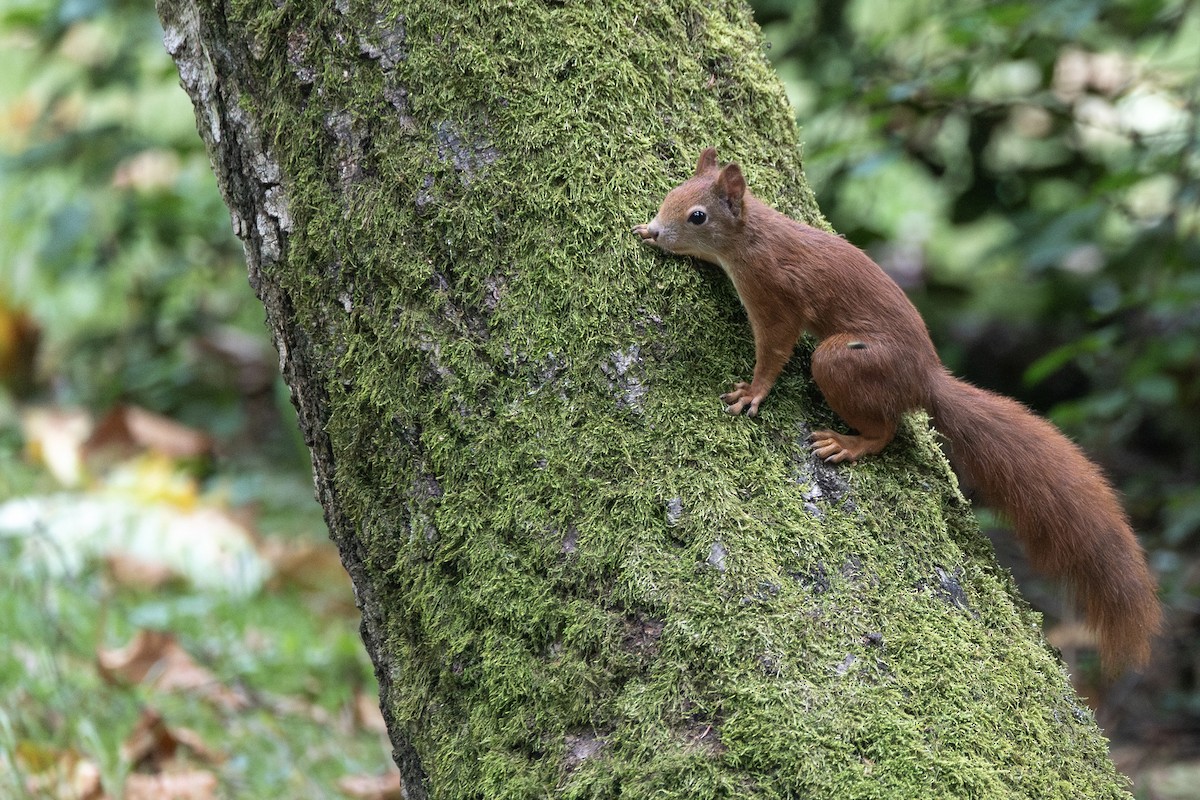 Eurasian Red Squirrel - ML646816215