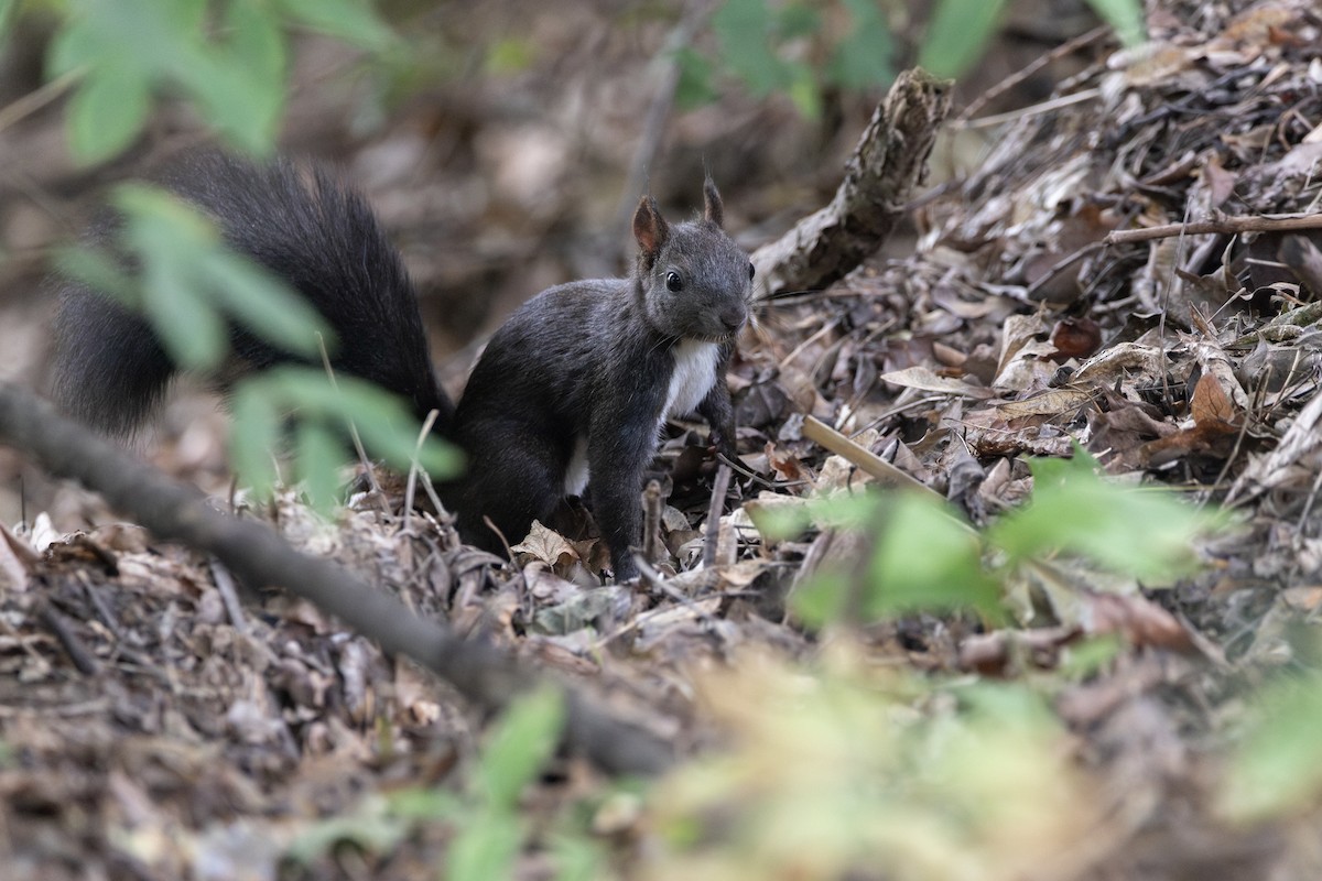 Eurasian Red Squirrel - ML646816216