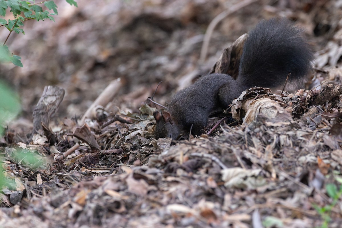 Eurasian Red Squirrel - ML646816217