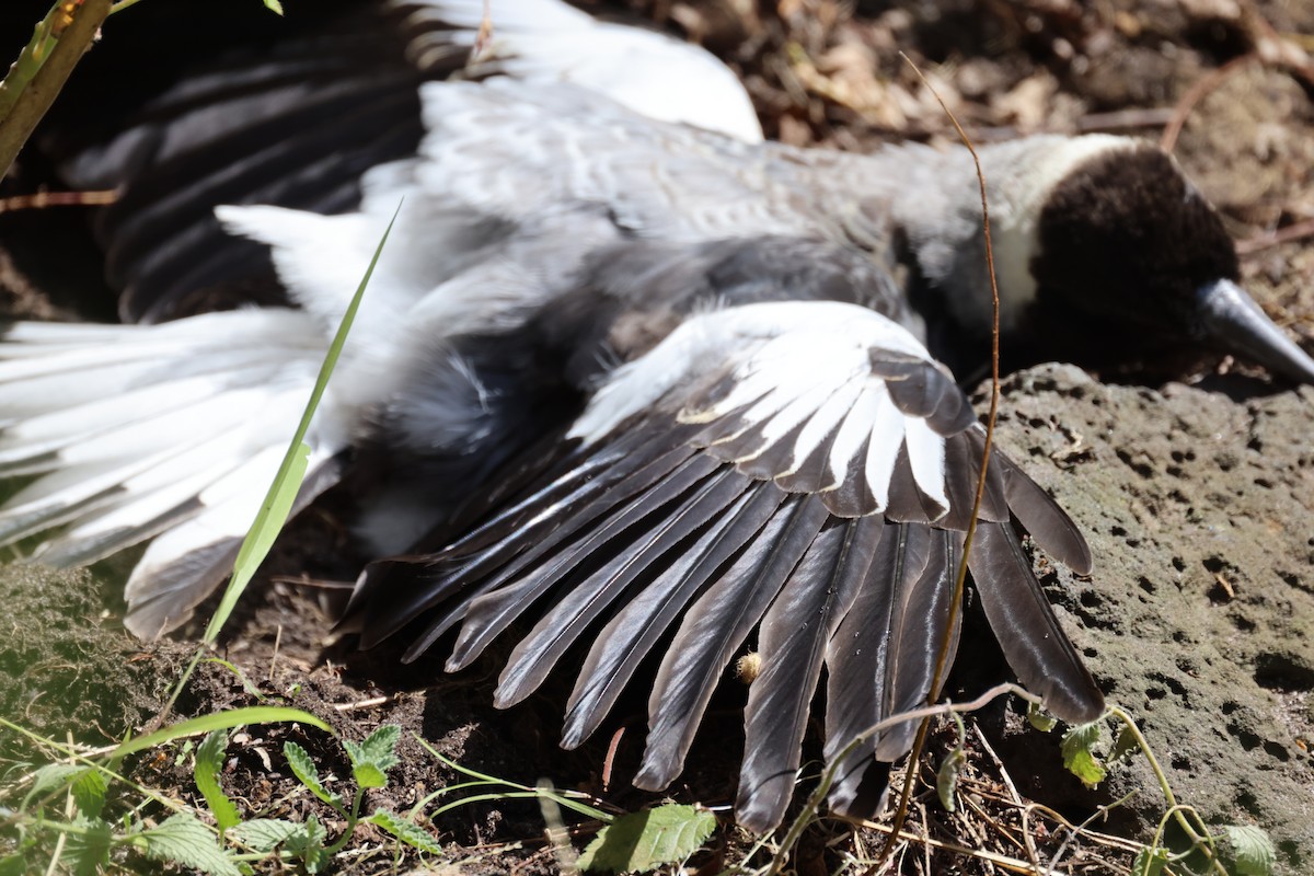 Australian Magpie - ML646816218