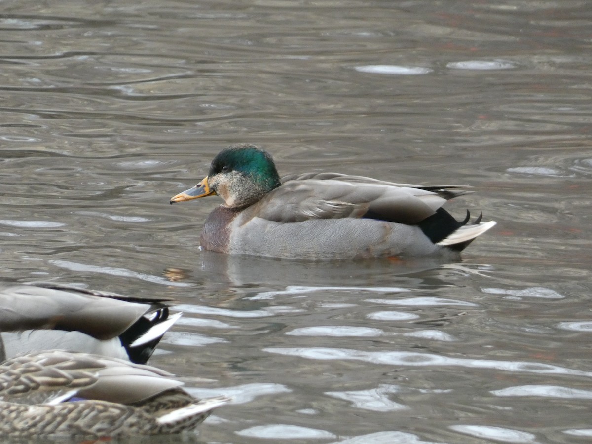 Stockente - ML646816219