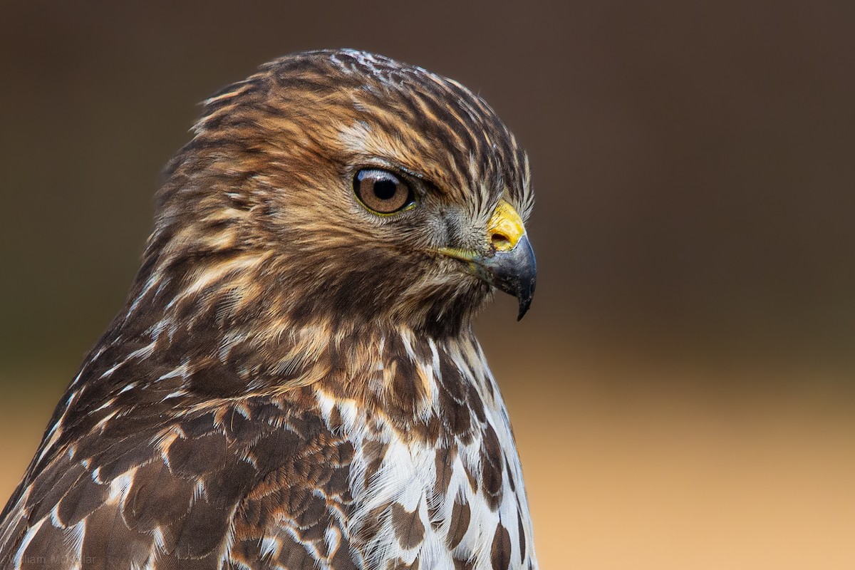 Red-shouldered Hawk - ML646816221