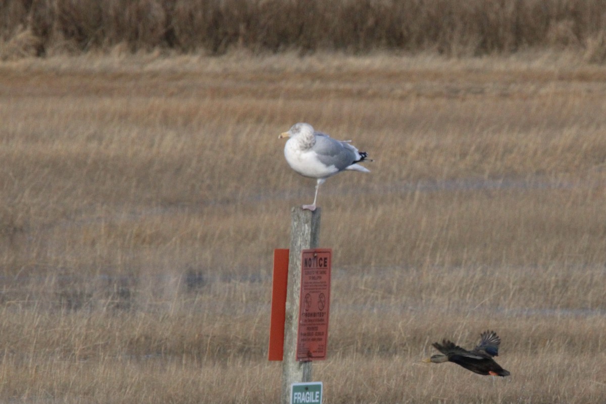 American Herring Gull - ML646816223