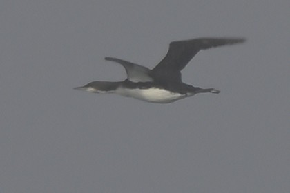 Pacific Loon - ML646816224
