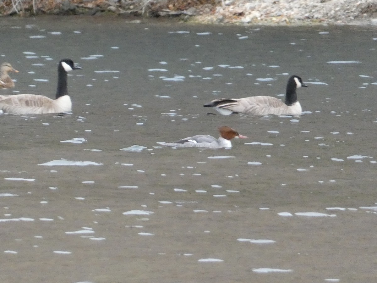 Gänsesäger (americanus) - ML646816225