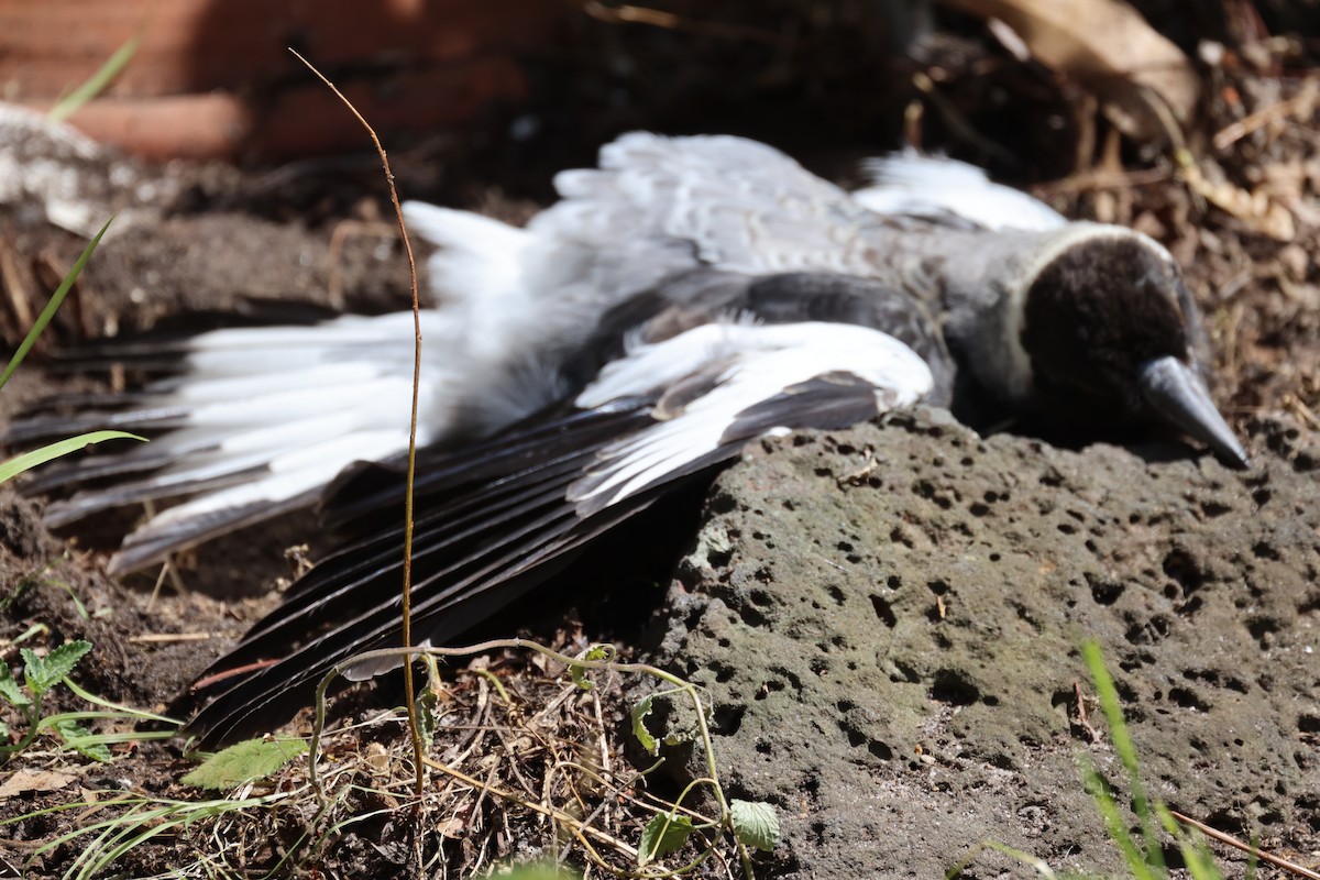 Australian Magpie - ML646816226