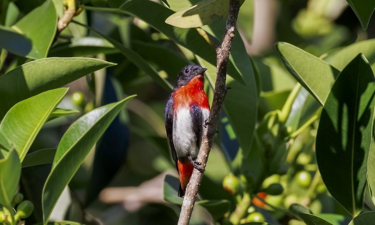 Mistletoebird - ML646816228