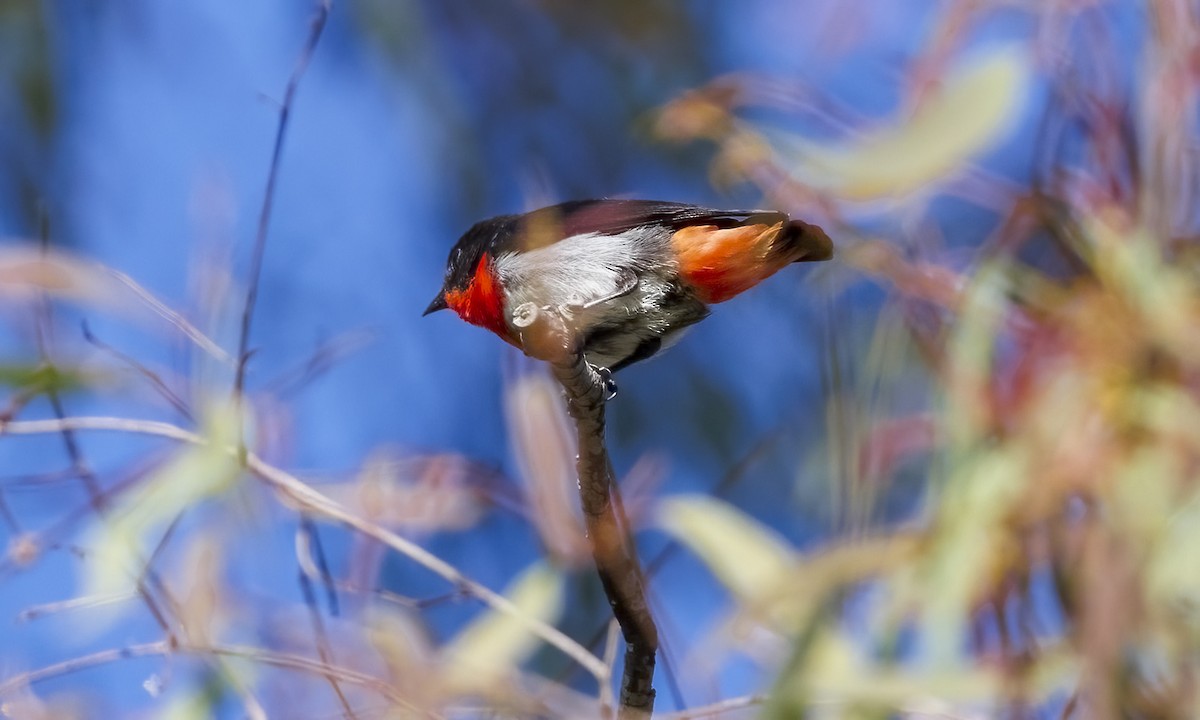 Mistletoebird - ML646816229