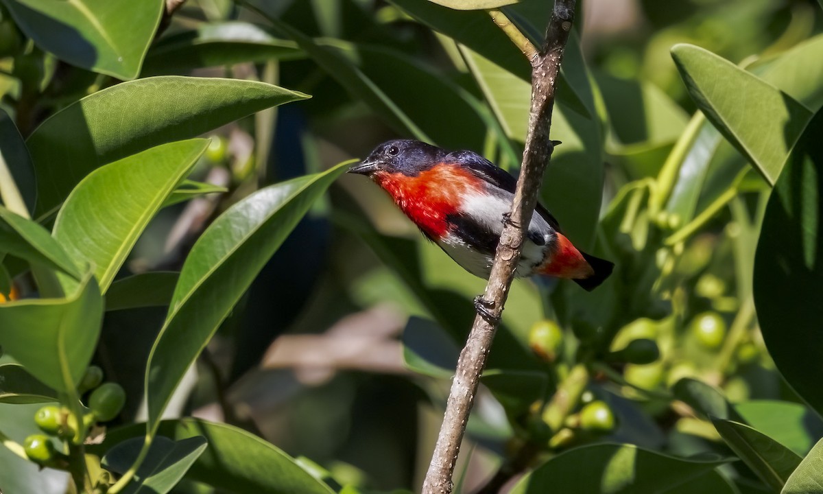 Mistletoebird - ML646816230