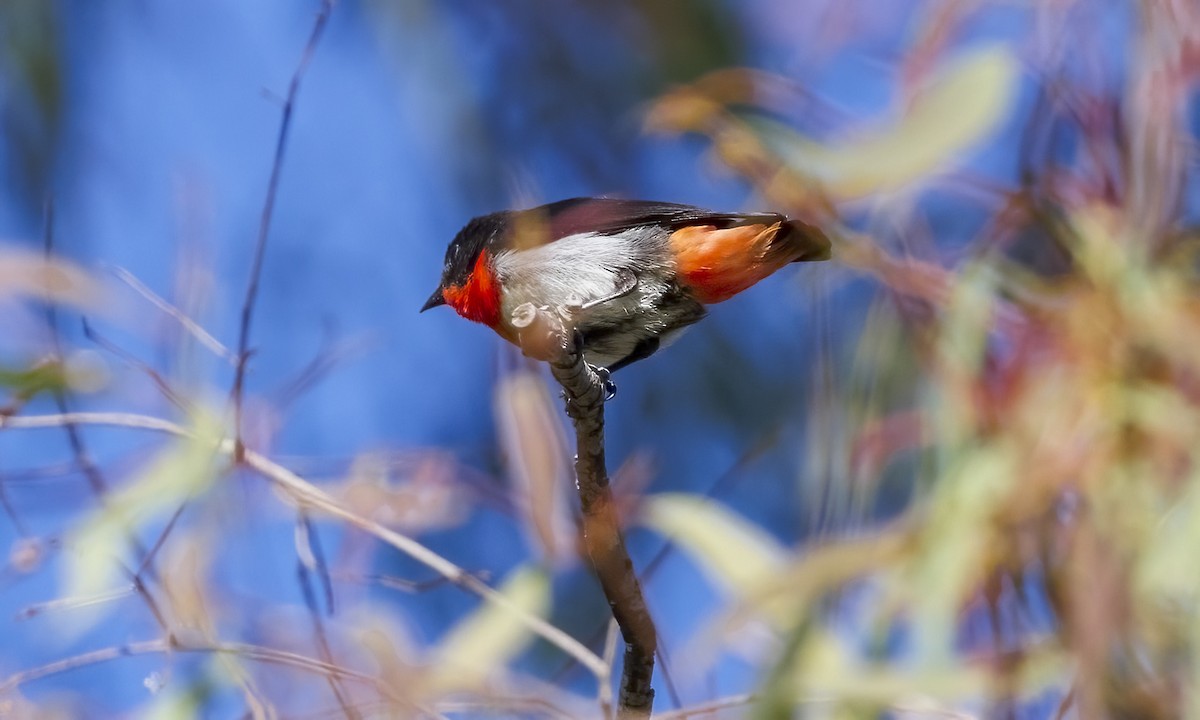Mistletoebird - ML646816231