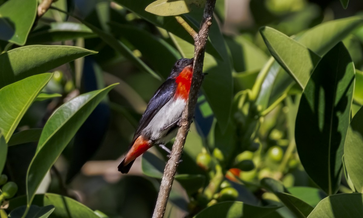 Mistletoebird - ML646816232