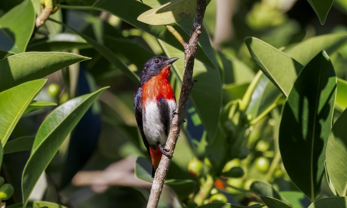 Mistletoebird - ML646816233