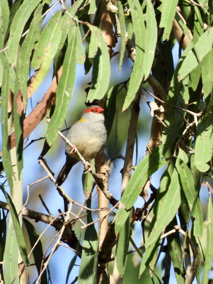 Red-browed Firetail - ML646816234