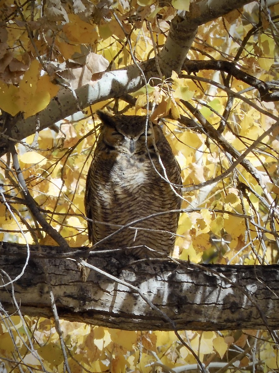 Виргинский филин - ML646816235